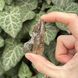 Природний необроблений камінь Раухтопаз 46х24мм 14г OMG-7978 фото 2